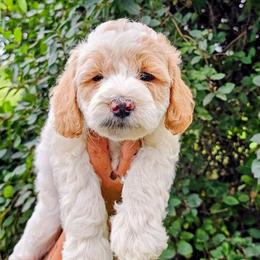 Aruba - Parti female Goldendoodle puppy in Forest, Ohio from Mini Doodle Buddies