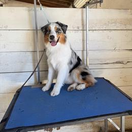 Australian Shepherd puppies from Oceanside Aussies