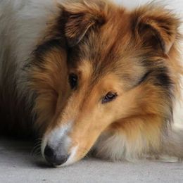 Collies from Quigley Farm Collies
