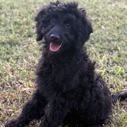 Chloe - Black female Goldendoodle puppy in Sarasota, Florida from Doodle Lovin