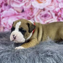 Chief - Fawn male Boxer puppy in Purdy, Missouri from Shotgun Pups