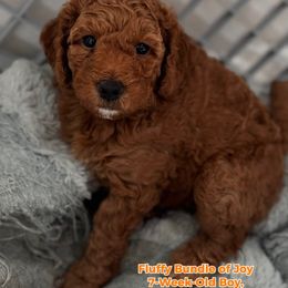 Goldendoodle Puppies from With Love Golden Doodles