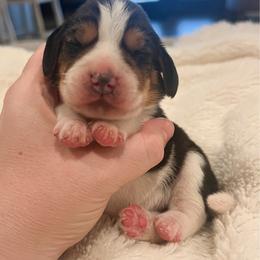 Lorelei - Black tan and bluetick female Beagle puppy in Brownsboro, Texas from Willow Bark Beagles