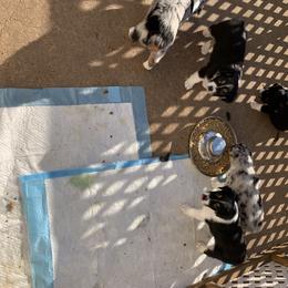 "Sold" Miniature American Shepherd Puppies from Tenley’s Miniature American Shepherds