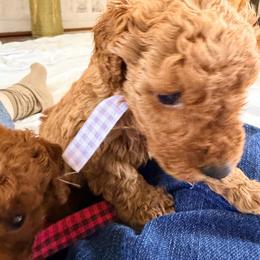 Clara - Red  female Poodle puppy in Colerain, North Carolina from Lisa's Poodles