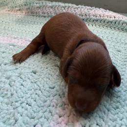 Punisher - Red male Dachshund puppy in Pittsburg, California from Super Hero Dachshunds