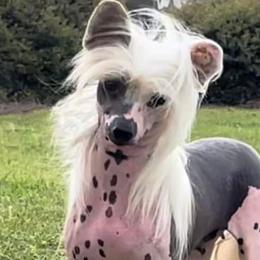 Chinese Cresteds and German Shepherds from New Era