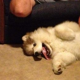 Alaskan Malamute Puppies from Kaylatee Alaskan Malamutes