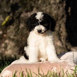 Remi - Black and white female Sheepadoodle puppy in Los Angeles, California from Exquisite Doodles