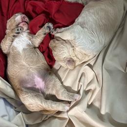 Goldendoodle puppies from E&S Goldendoodles