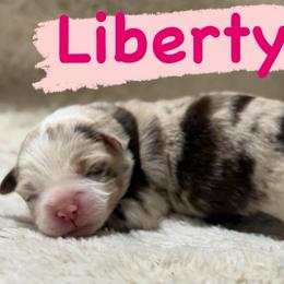 Liberty - Red merle female Miniature Australian Shepherd puppy in South Central, Pennsylvania from Windy Hills Mini Aussies & Doodles