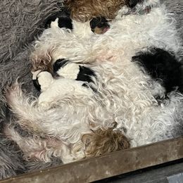 Wire Fox Terrier Puppies from Syrayed Farm