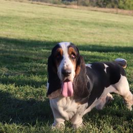 Bash - Basset Hound