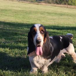Bash - Basset Hound