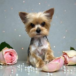 Posie - Yorkshire Terrier