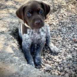 German Shorthaired Pointer and Russell Terrier Puppies from Charnobragan Acres