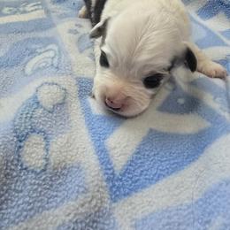 Miniature Australian Shepherd Puppies from Wee Aussies