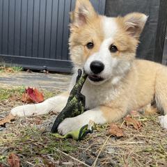 Icelandic Sheepdog Puppies from Windswept Icelandic Sheepdogs