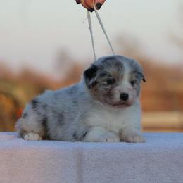 Ramie - Blue merle female Australian Shepherd puppy in Sedalia, Missouri from Affinity Aussies