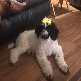 Goldendoodles, Labradoodles, and Poodles from Shadow Oaks Poodles & Doodles