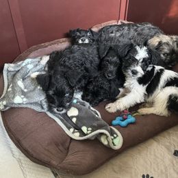 Miniature Schnauzer Puppies from Home Sweet Home Schnauzers
