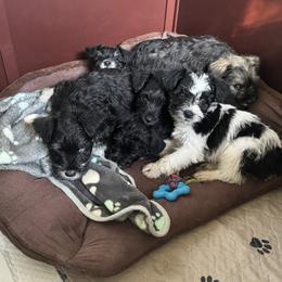Miniature Schnauzer Puppies from Home Sweet Home Schnauzers