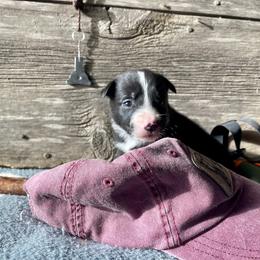Ayla - Black and white female Border Collie puppy in Aledo, Illinois from Claycreek Ranch
