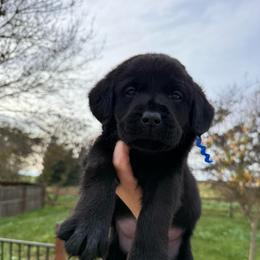 Blue - Black male Labrador Retriever puppy in Escalon, California from Hansen Retrievers