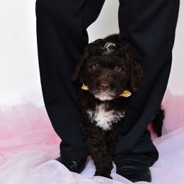 Australian Labradoodle Puppies from Trinity Doodles