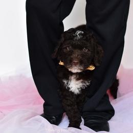 Australian Labradoodle Puppies from Trinity Doodles