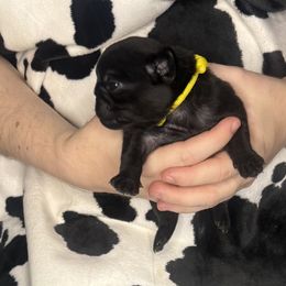 Yellow collar - Black male Pug puppy in Deer Park, Texas from Butler Pugs and Frenchies