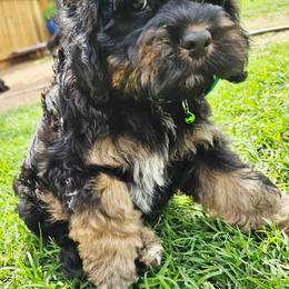 Little Bow Wow - Black white and tan male Cockapoo puppy in Indiahoma, Oklahoma from Phamily Doodles