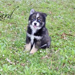 Blizzard - Black and white male Pomsky puppy in Murfreesboro, Tennessee from Middle Tennessee Pomskies