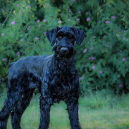 Cerci - Black female Giant Schnauzer puppy in Mcneal, Arizona from Olympian Giant Schnauzers and Westie’s!
