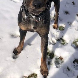 Catahoula Leopard Dogs from 20Mile Catahoulas
