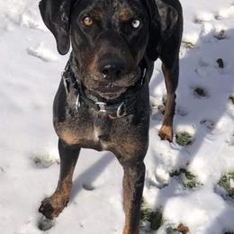 Catahoula Leopard Dogs from 20Mile Catahoulas
