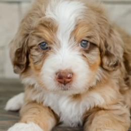 Goldendoodle Puppies from Maryland Designer Doodles