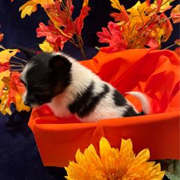 Girl 1 - White black and tan female Papillon puppy in Fremont, Michigan from Barque