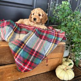 Cockapoo Puppies from Windy Ridge Cockapoos