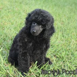 Poodle Puppies from Anna-Ash Poodles