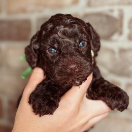 Carol - Chocolate female Australian Labradoodle puppy in Decatur, Alabama from Southern Meadows Doodles