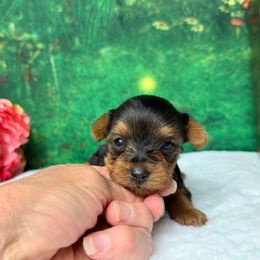 Millie 2000 - Black and tan female Yorkshire Terrier puppy in Douglas, Georgia from South Georgia Yorkies and Biewers