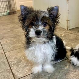 Saru - Black tan and white male Biewer Terrier puppy in Winston Salem, North Carolina from LaythStone