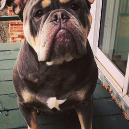 Bulldogs and French Bulldogs from Shine Sky Kennel