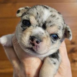 AKC Brody in Maine 3000.00 - Merle male Chihuahua puppy in Newport, Maine from Pinewood Acres Chihuahuas