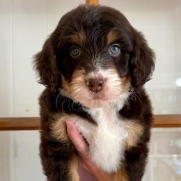 Nashville - Red tri-color male Aussiedoodle puppy in Heber City, Utah from Junipersdoodles