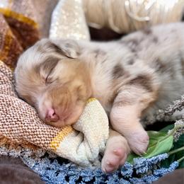 Beacon - Red merle male Australian Shepherd puppy in Ramona, California from Blue Moon Aussies