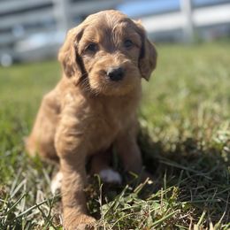 Petal - Red  female Goldendoodle puppy in Smithfield, Kentucky from KBK9 Kennels