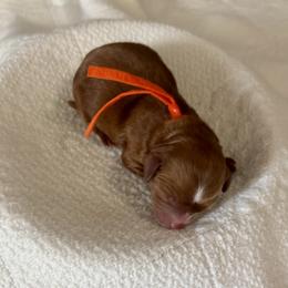 Mr. Orange - Red male Cavapoo puppy in Nampa,, Idaho from Clig Doodle Days