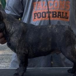 French Bulldogs from Mojave Night French Bulldogs